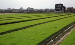 scenic-view-field-by-buildings-against-sky_1048944-10280949